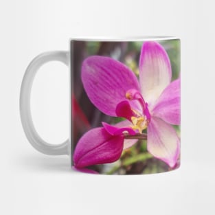 Pink Orchid (Spathoglottis x parsonsii) Mug